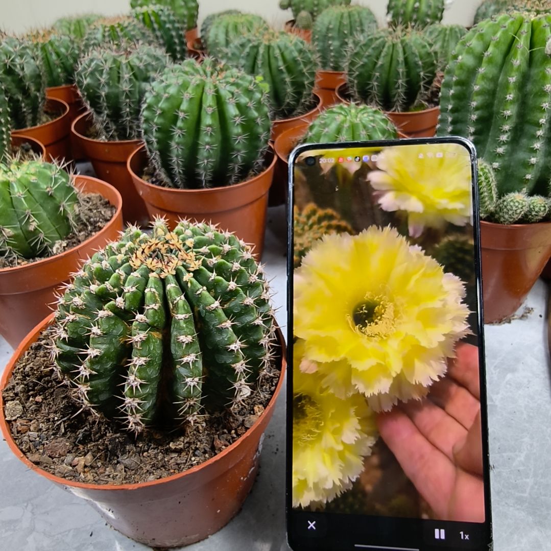 自根羽毛梨花洛带盆土带瑕发货（8cm）