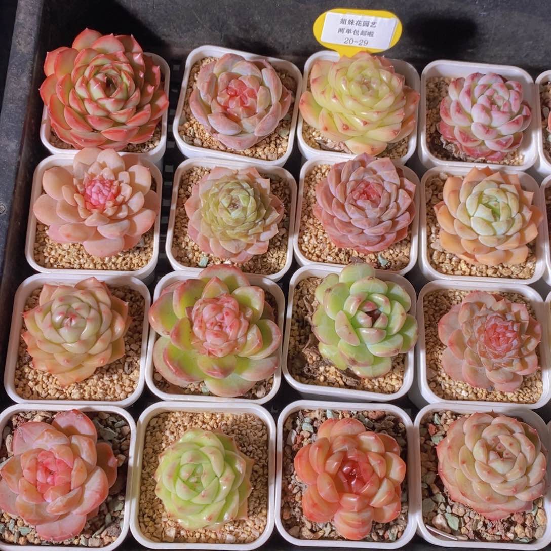 20-29-孤品福利美肉捡漏四个