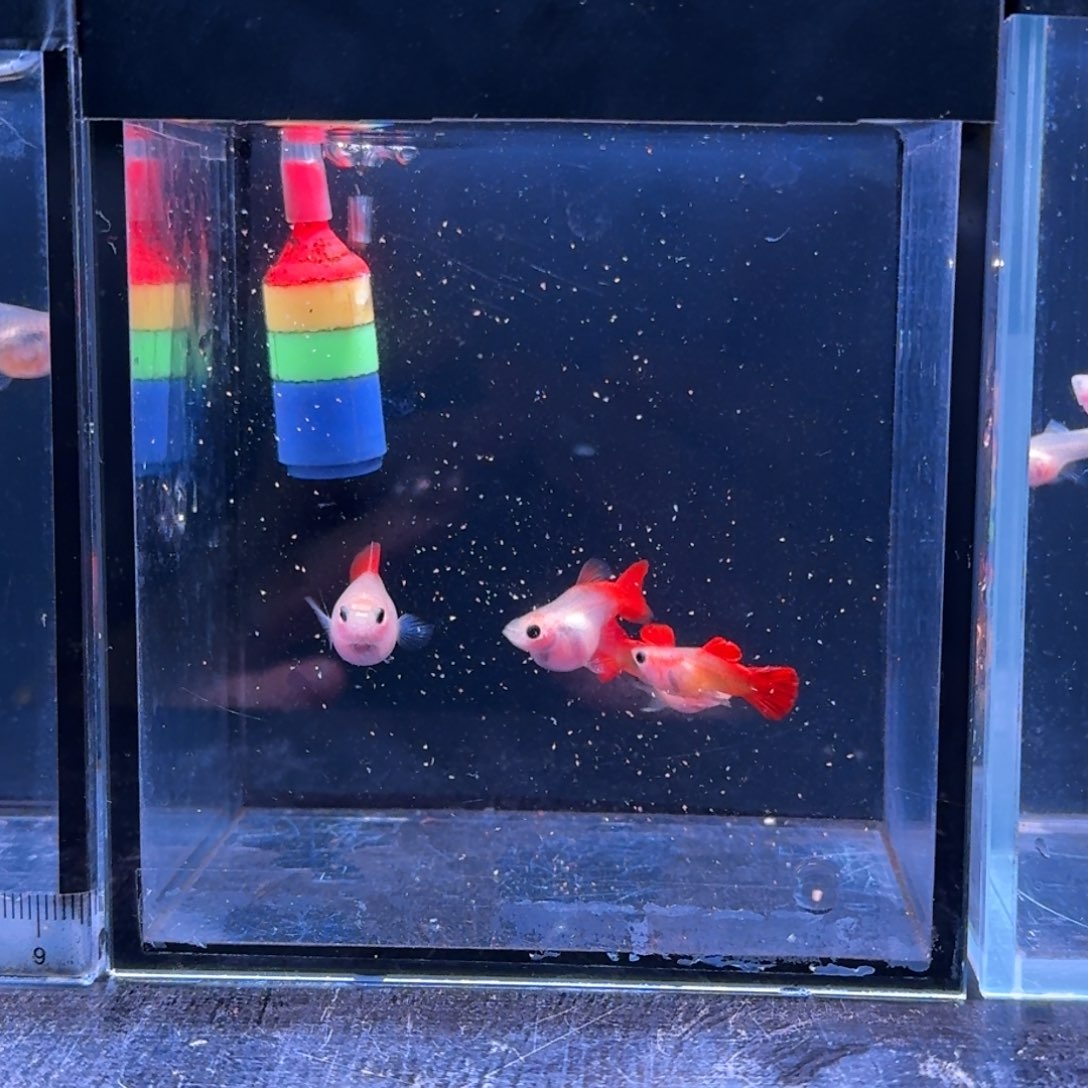 孔雀鱼红礼服玻璃猫2对