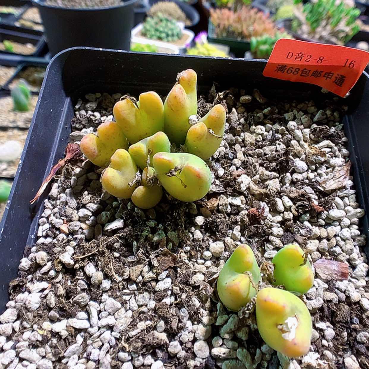 【闪购商品】2-8-16 鹿角少将一盆特300