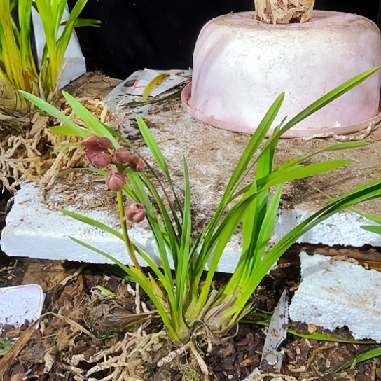 无花朵虎头兰三星碟