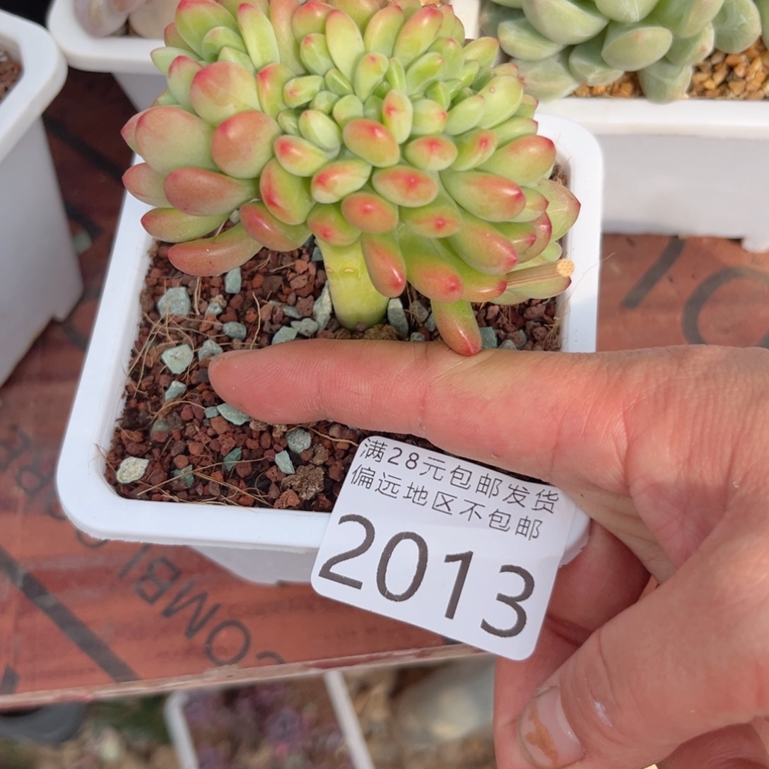 q2013:、d b x g c b b