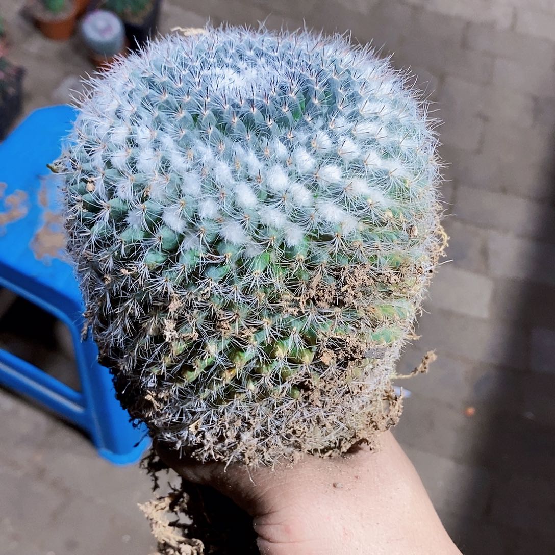 脱土11111111111111111个