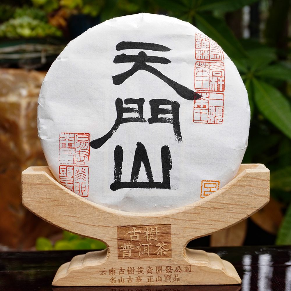2023年天门山一类高杆茶王单株古树头春生茶