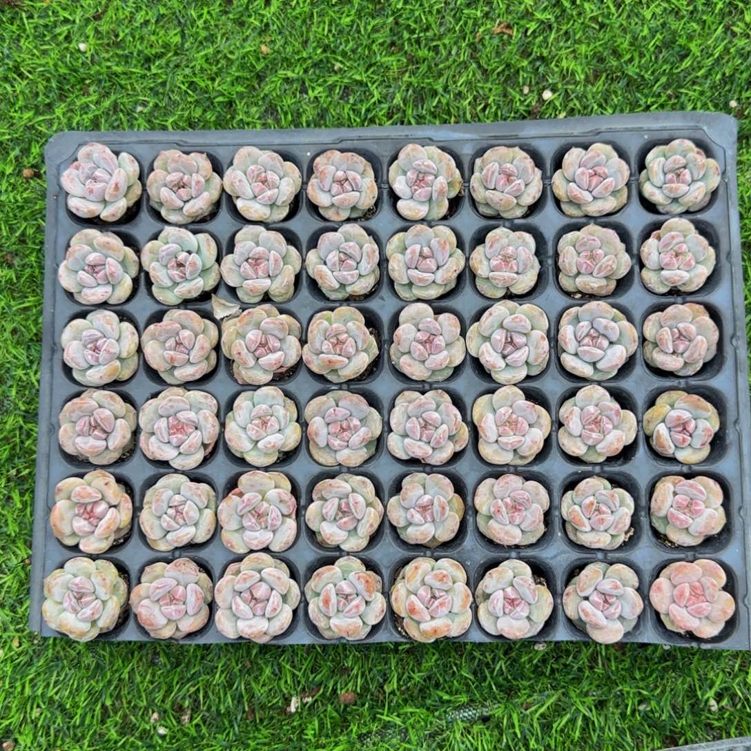 20颗一组圆脸星影小包子