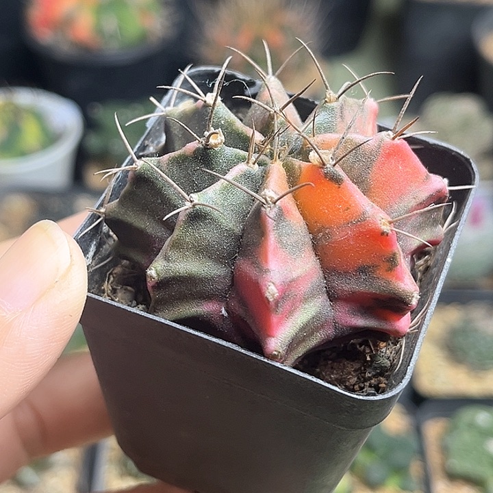 牡丹锦实生球一颗5公分