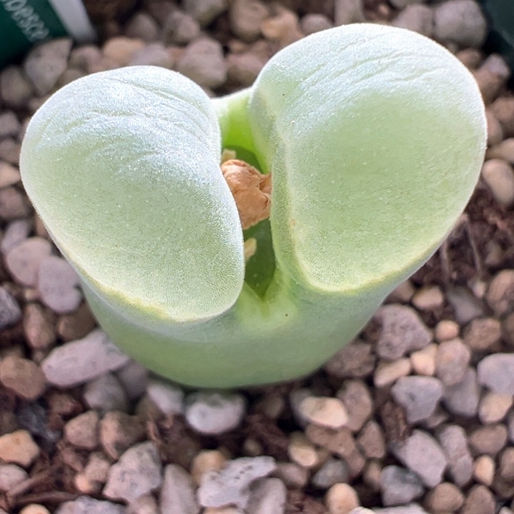 A697。 优选超宽窗五年2151母本。 内里双头。  