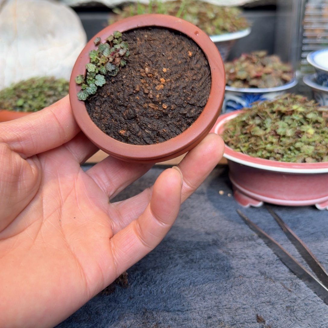 红陶傅*板常滑烧姬虎耳