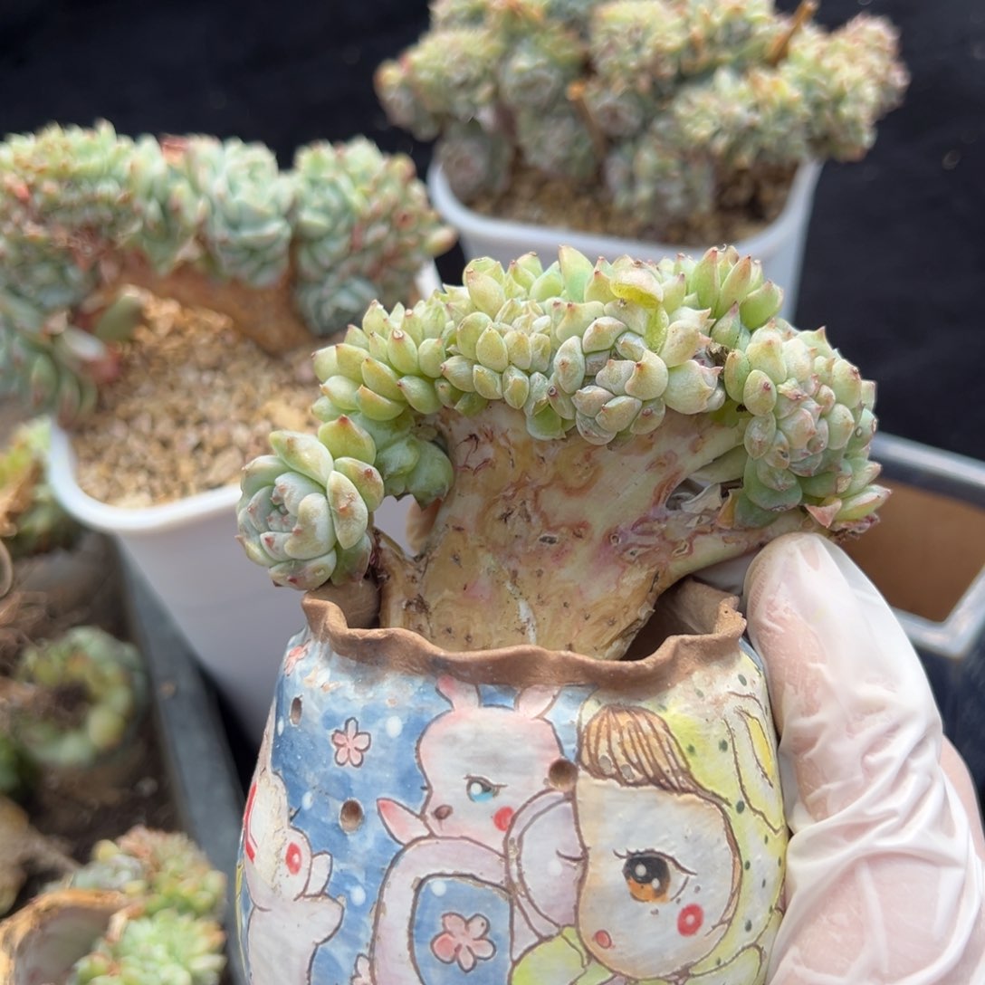 新年快乐 新年快乐 新年快乐 