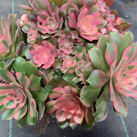 多肉植物香妃锦。