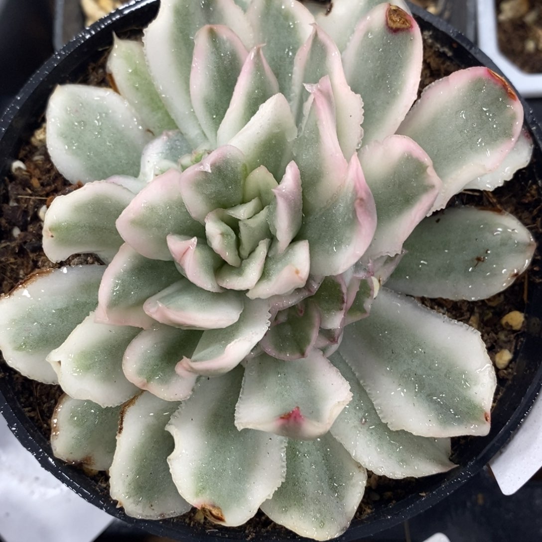 507紫蝴蝶锦单头六个侧芽