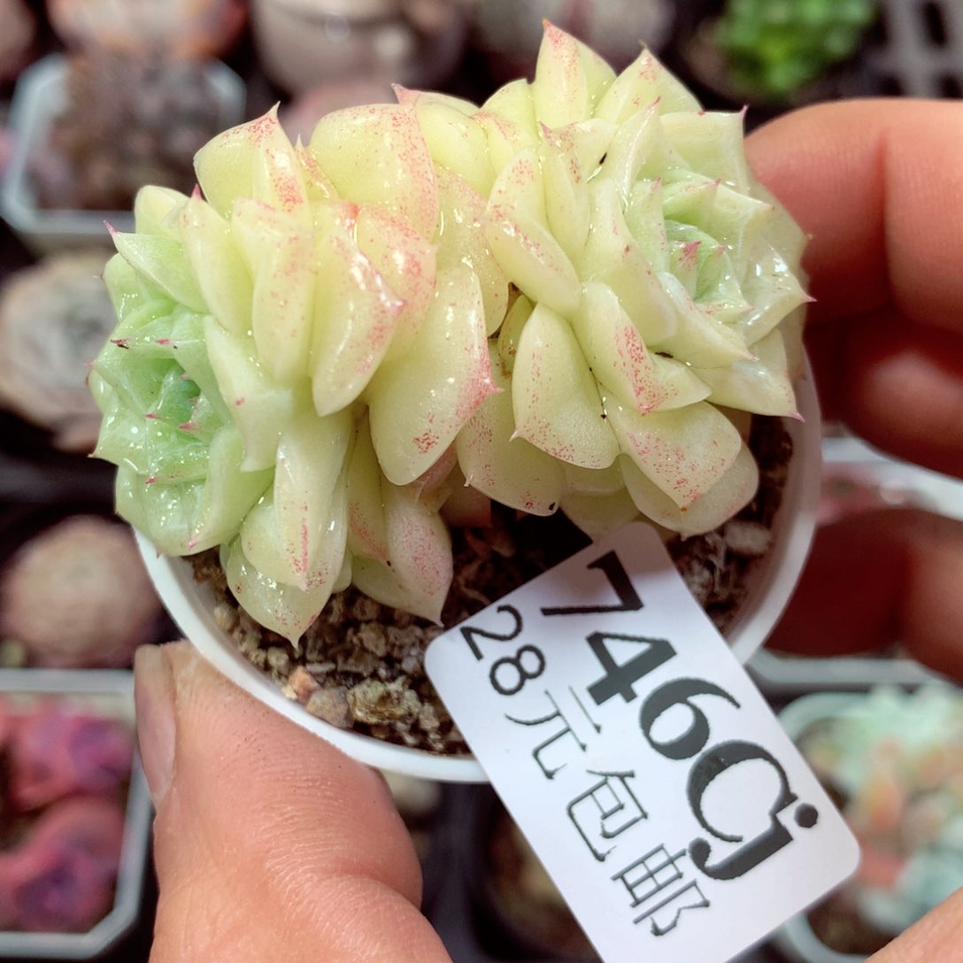 5厘米盆精控多肉746