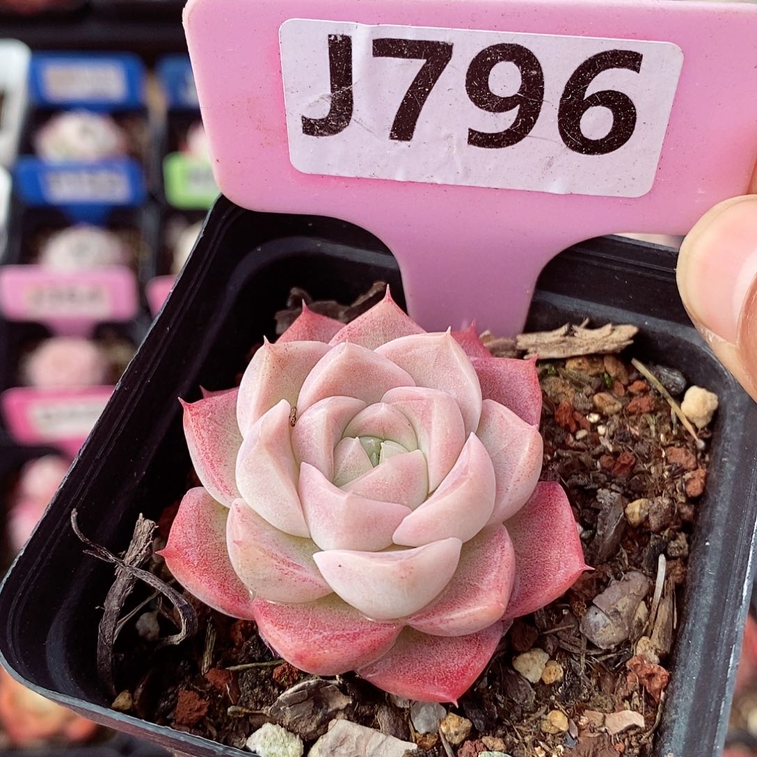 福利5cm左右多肉植物