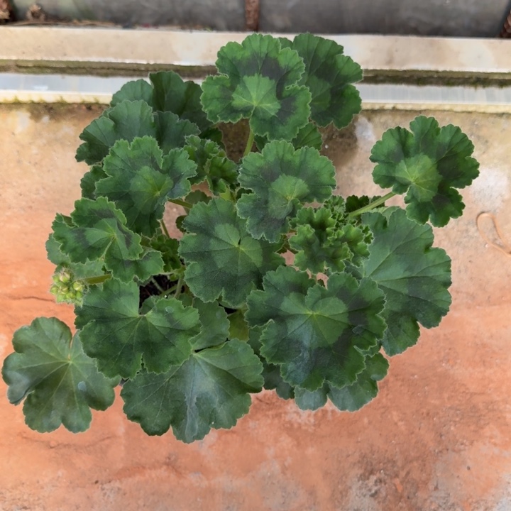 完全开放万岁玫瑰2号