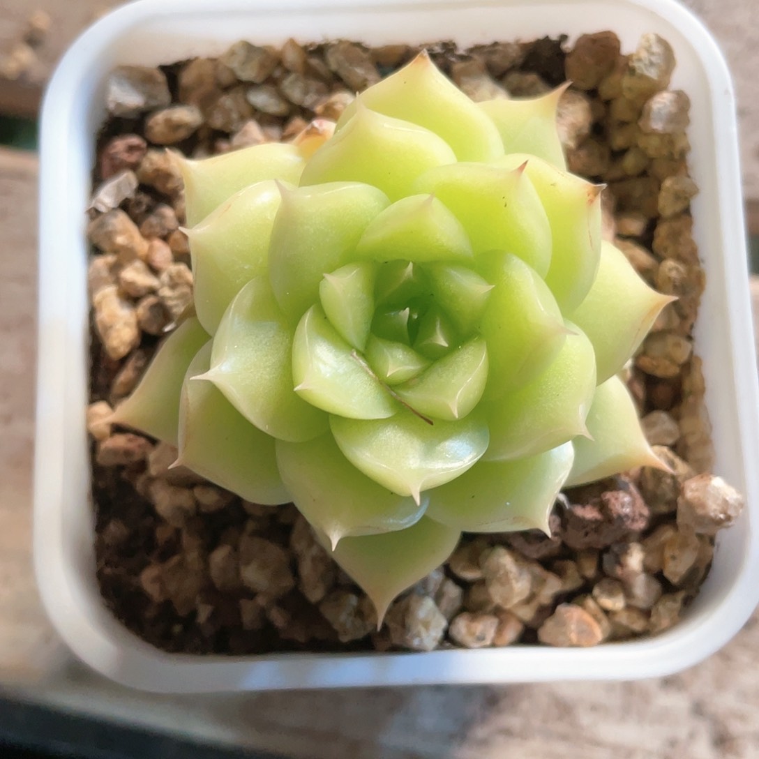 开播麦秆福利8836