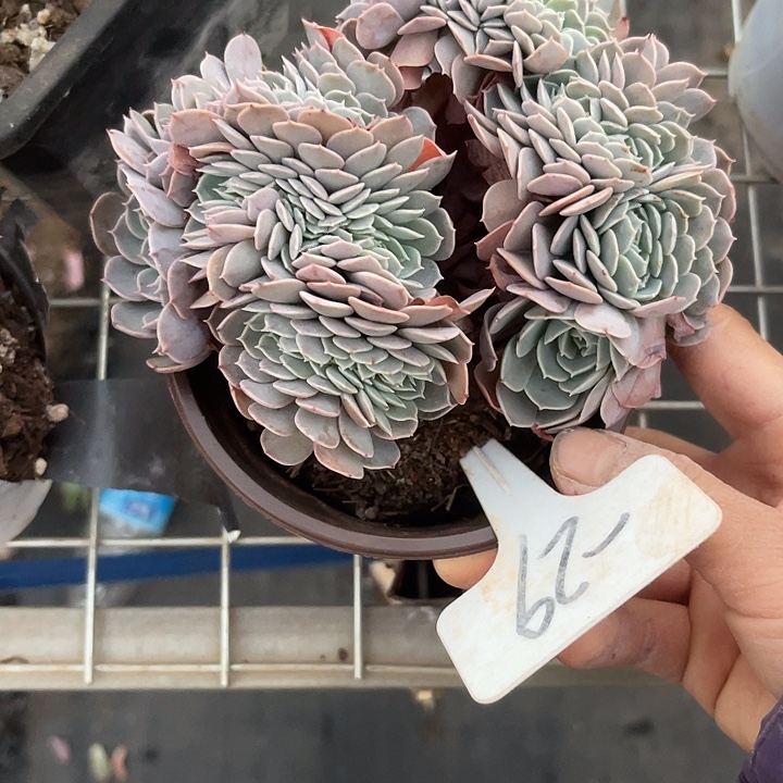 两单包邮，天赐缀29