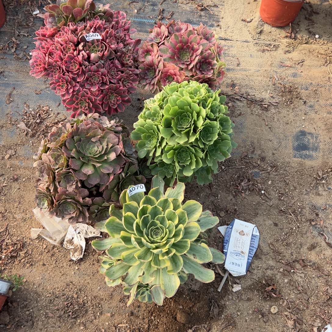 中***奈070五颗组合多肉植物法师