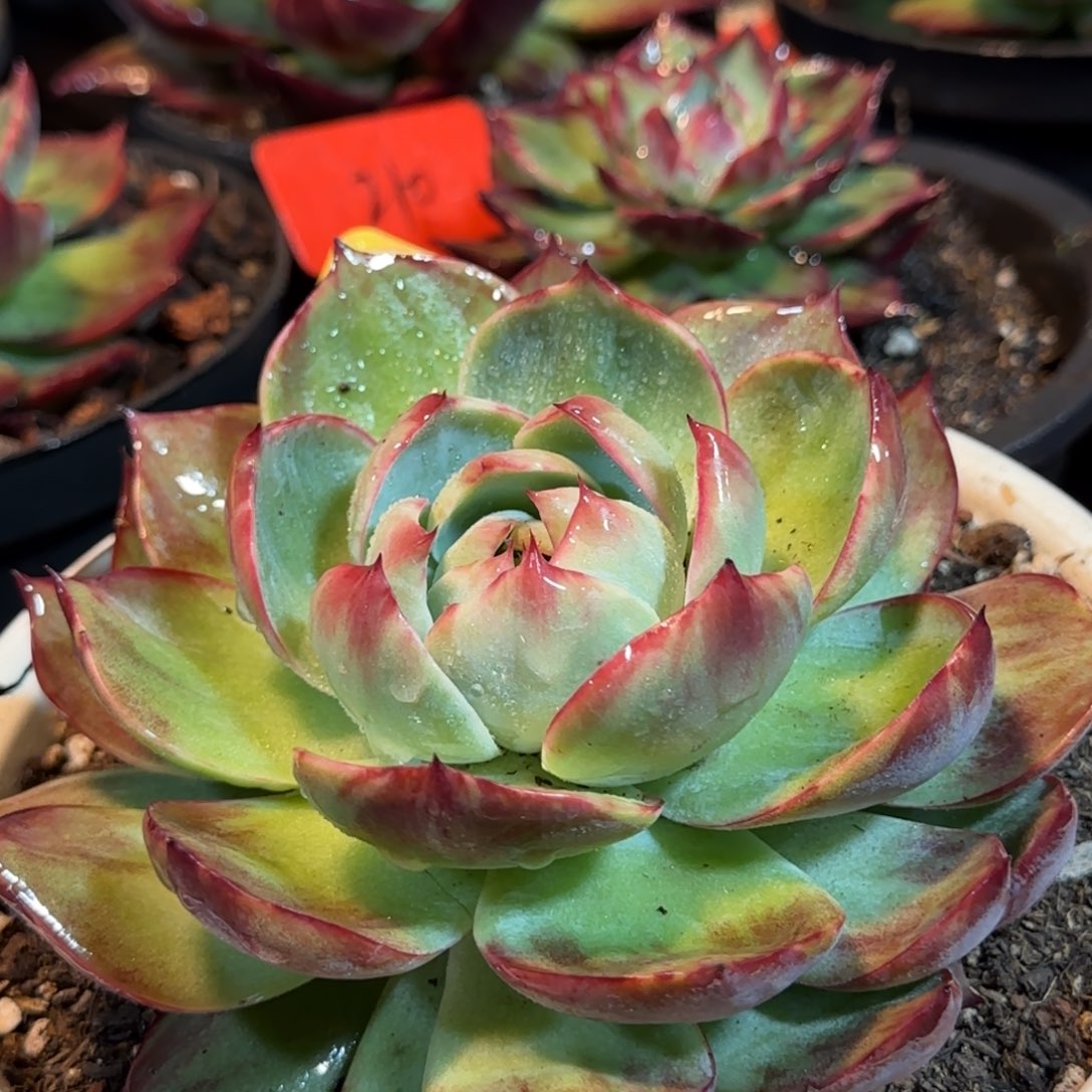 惊鸿一物一拍包装收缩花旱321