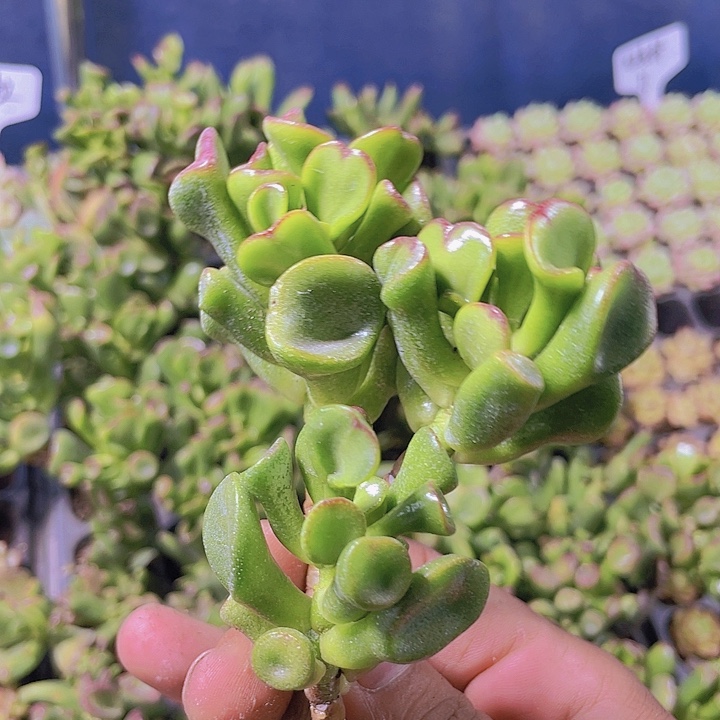 吸财树【满10颗包邮】