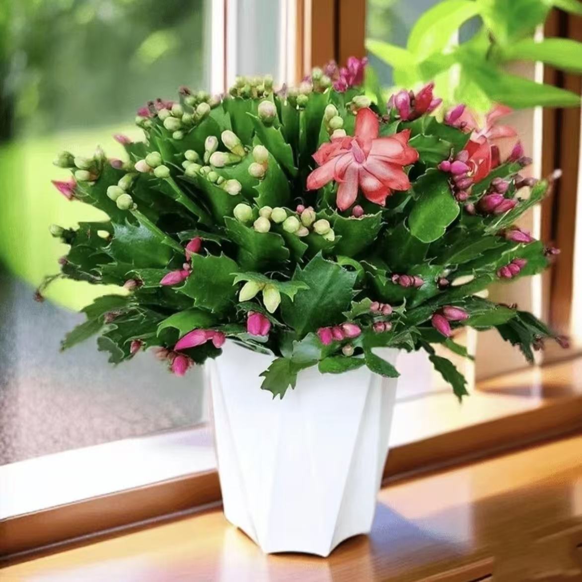 F带花苞多色蟹爪兰花苗盆栽大苗室内阳台好养四季开花