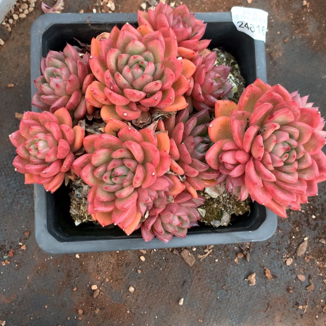 ＜****时24816不包整散特价