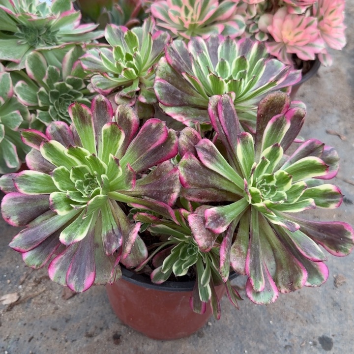 满20包邮，零下拍保温，铜壶锦树林