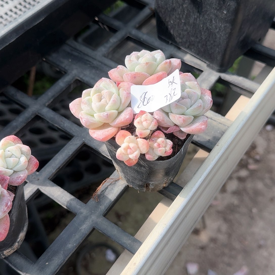 8600冰玉5头38元啦啦啦