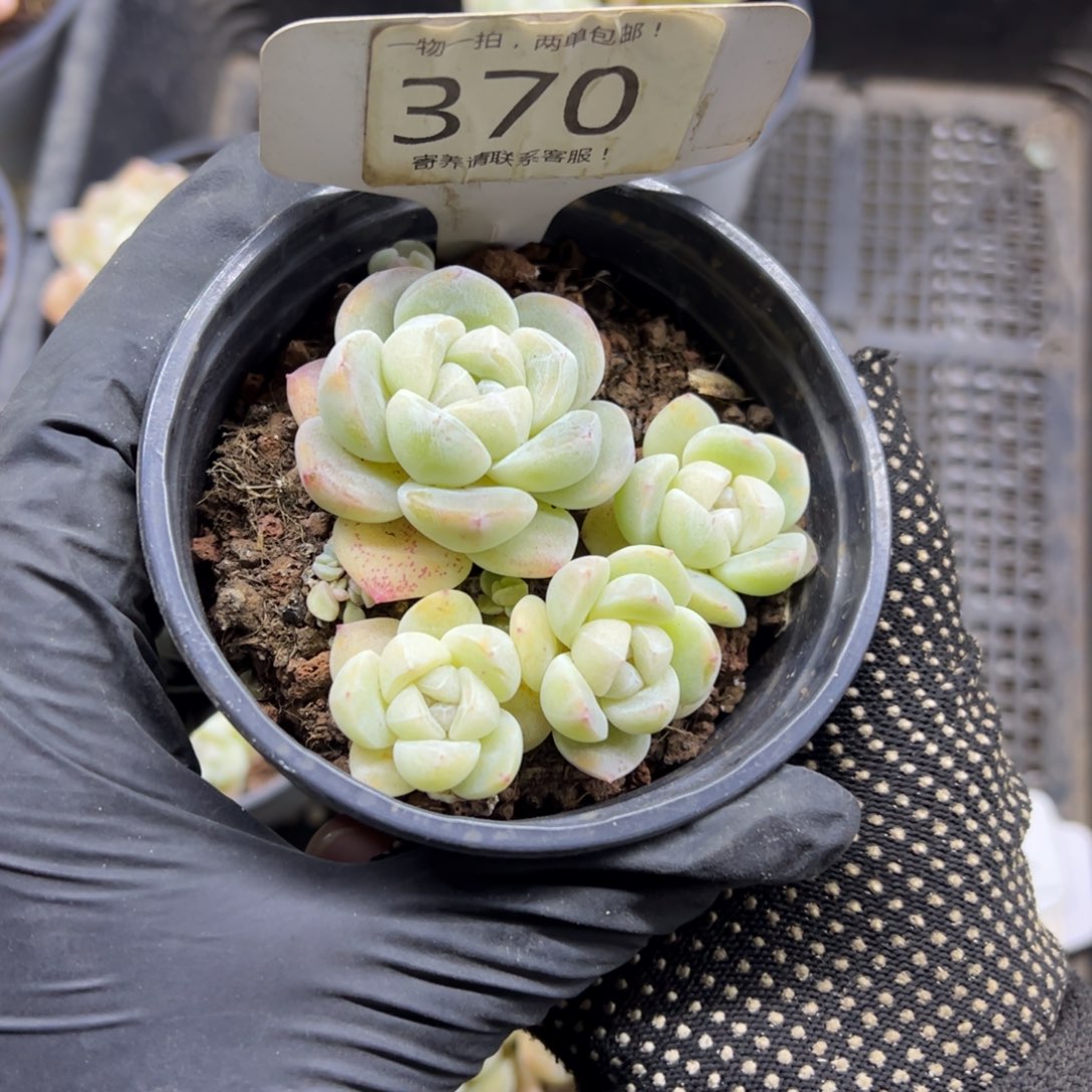 红陶碳*怪370号多肉植物