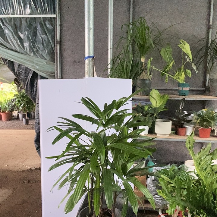 完全开放处理棕竹土球发货19的