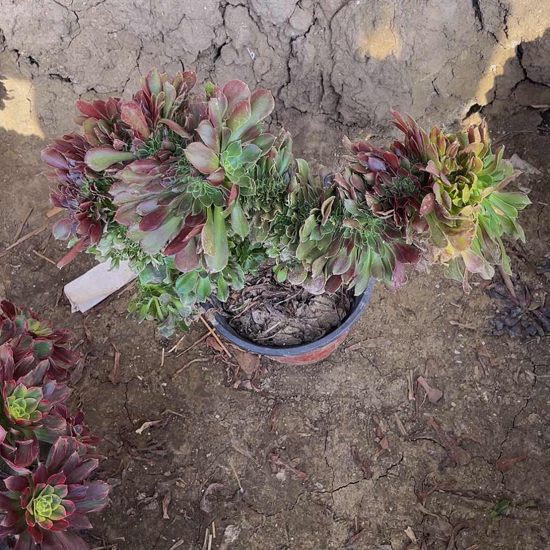 玫瑰法师缀1-42包邮