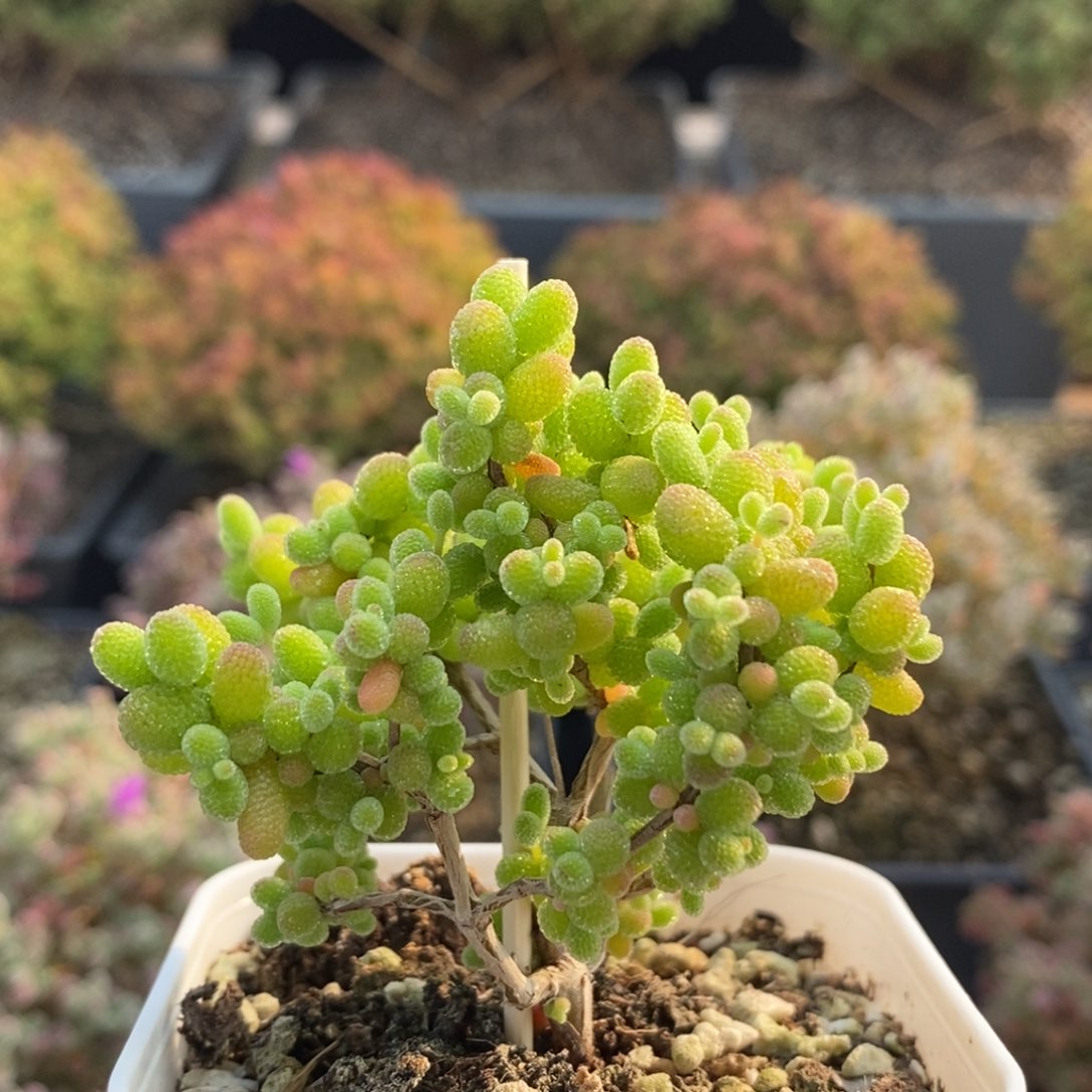 金橘糖球7571枝干番杏'