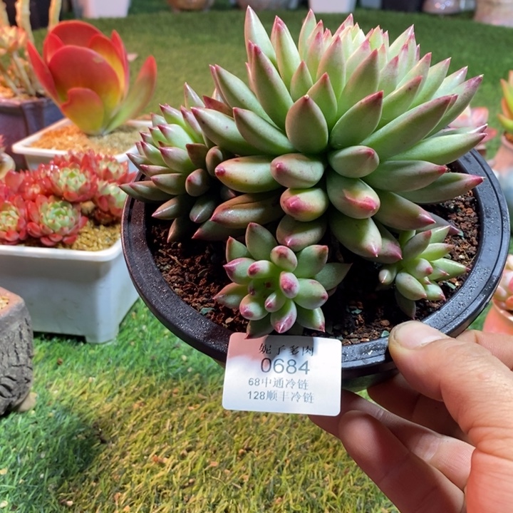 知***乐0684啊啊啊啊啊啊啊啊啊啊