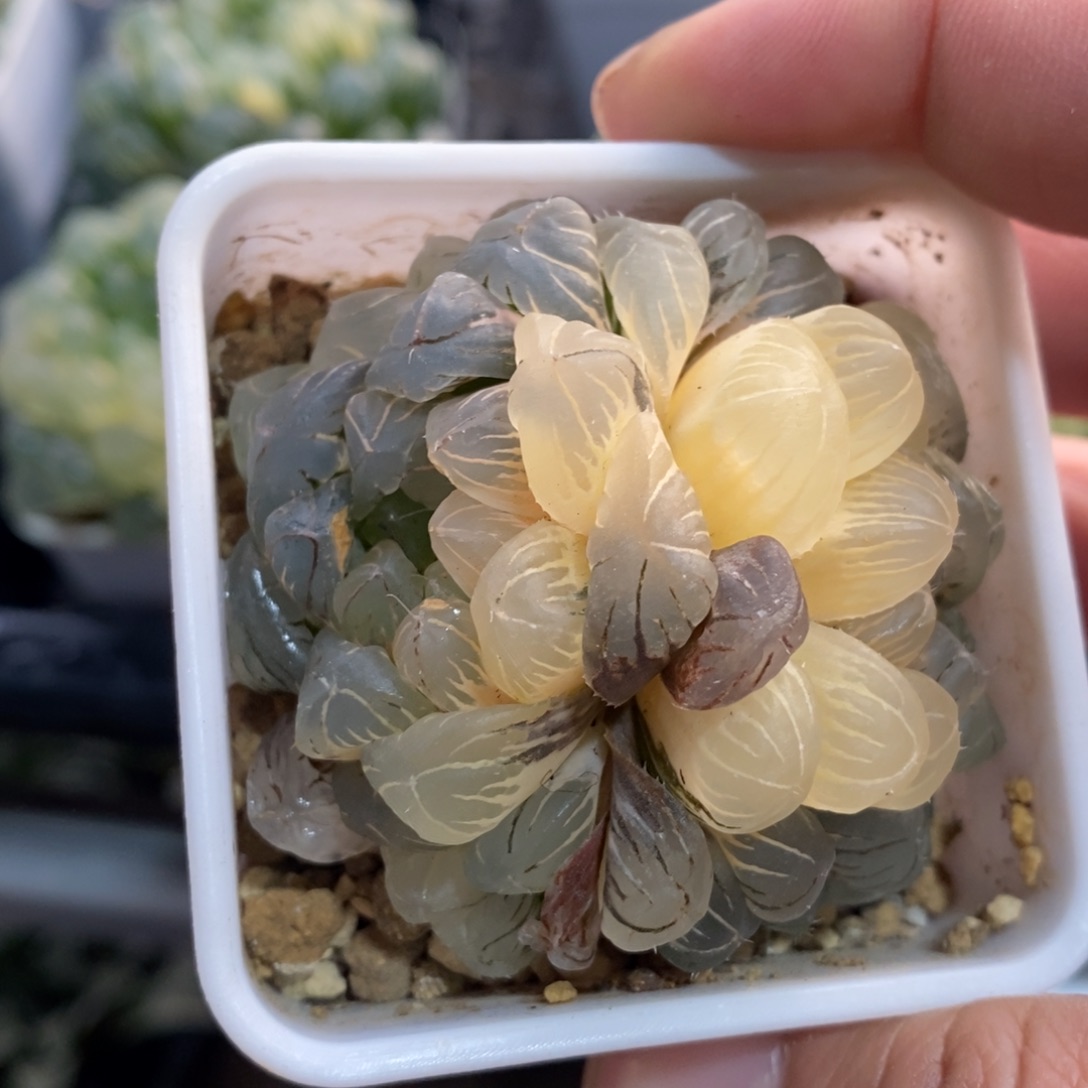 一颗双头湖水玉露锦 元旦福利