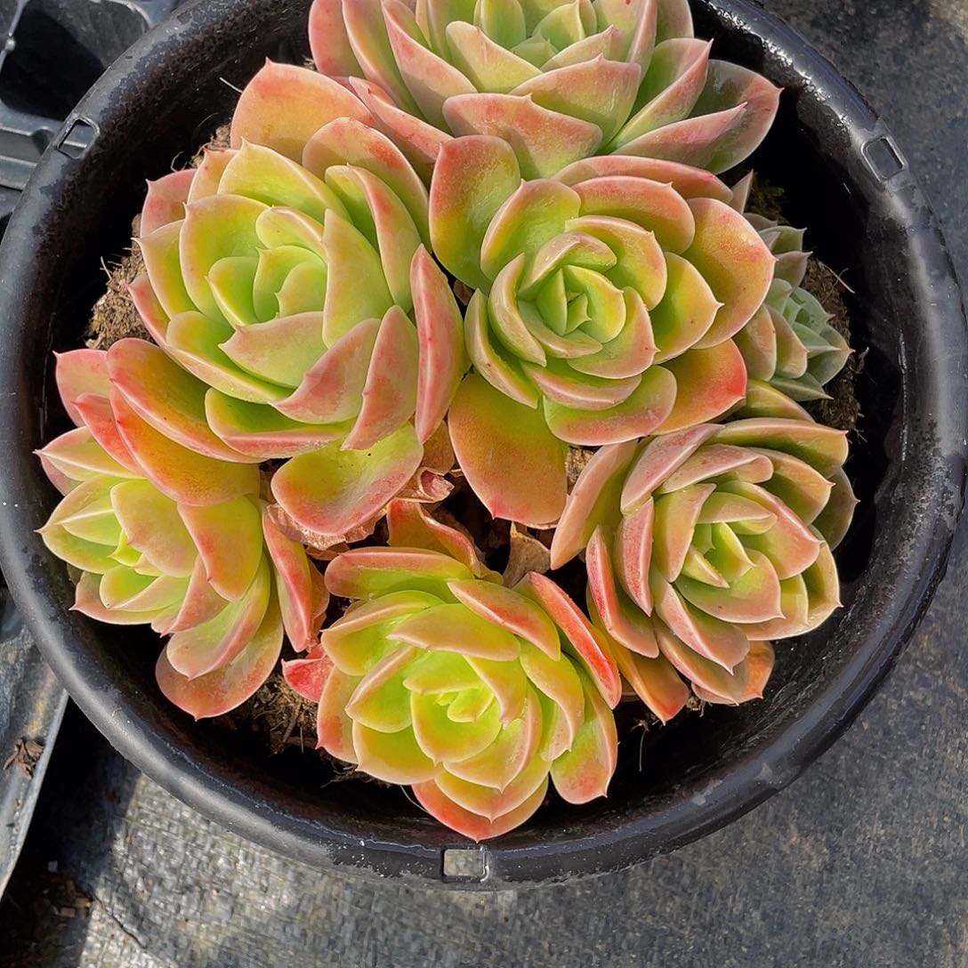 爱***猫辛纳塔多肉植物