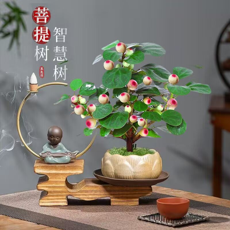 【带果发货】正宗小盼菩提树盆栽中式禅意盆栽客厅室内桌面盆景绿植
