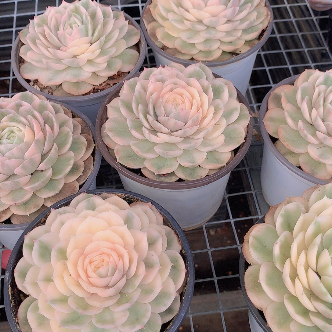 昂斯诺金大号356789999000