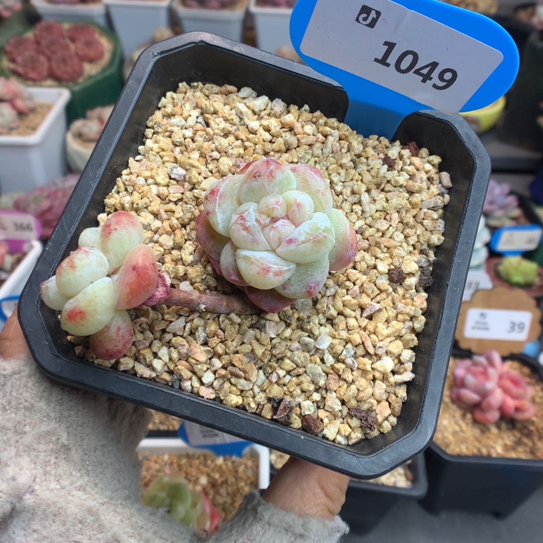 1049特价冰玉石化