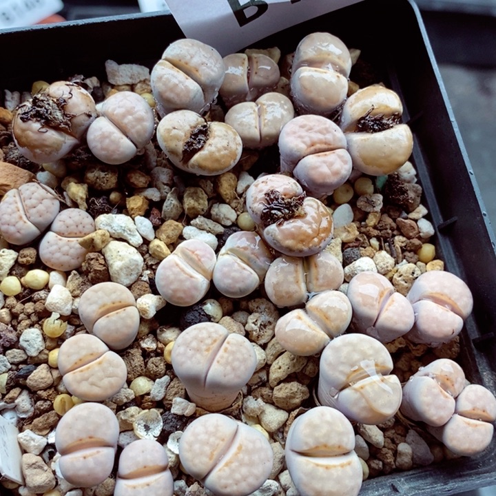 我的小姐姐们都是我160