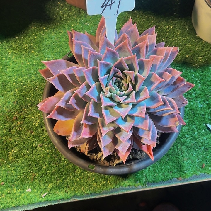 马****丽娟花卉粉色海洋之星