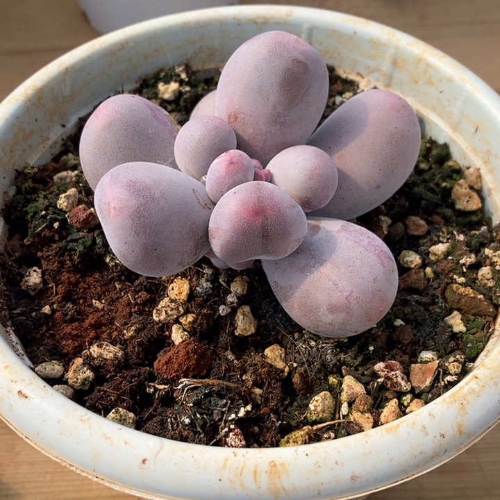 米可奶酪锦多肉植物