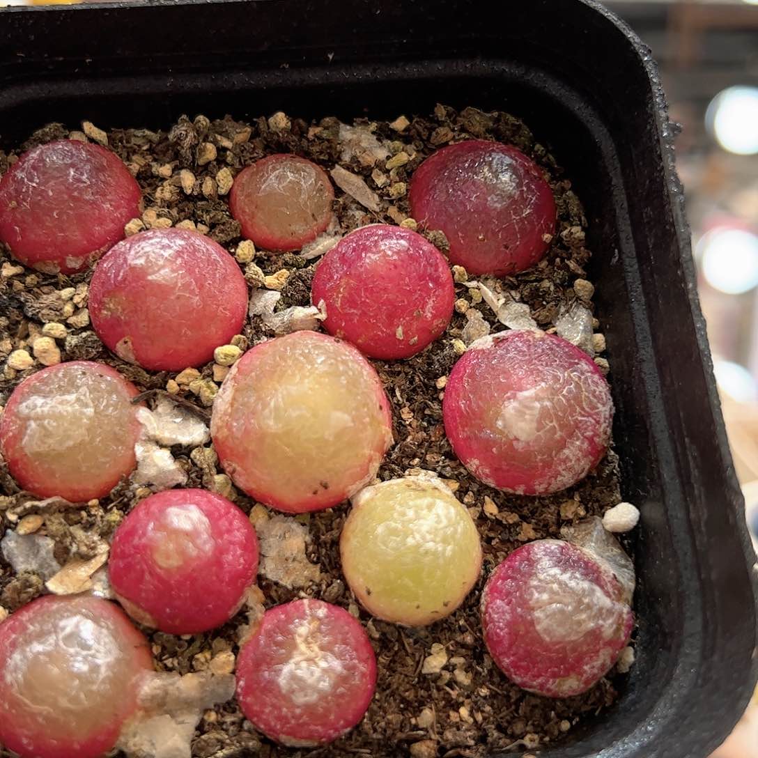 【闪购商品】240 灯泡带盆