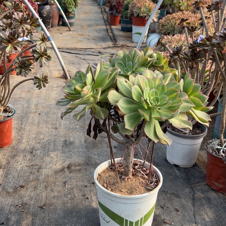 39多肉多肉多肉多肉