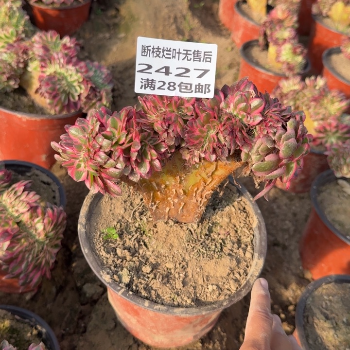 可***可2427二号棚荔枝缀