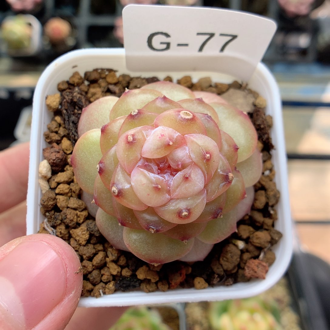 G77 ，柿子多肉20包邮两天凑单