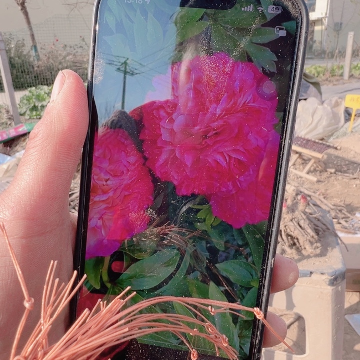 当前无花栽培后可以开花珊瑚砰砰