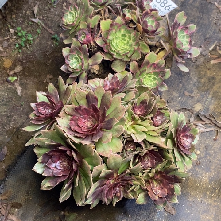 两盆多肉断头不包862