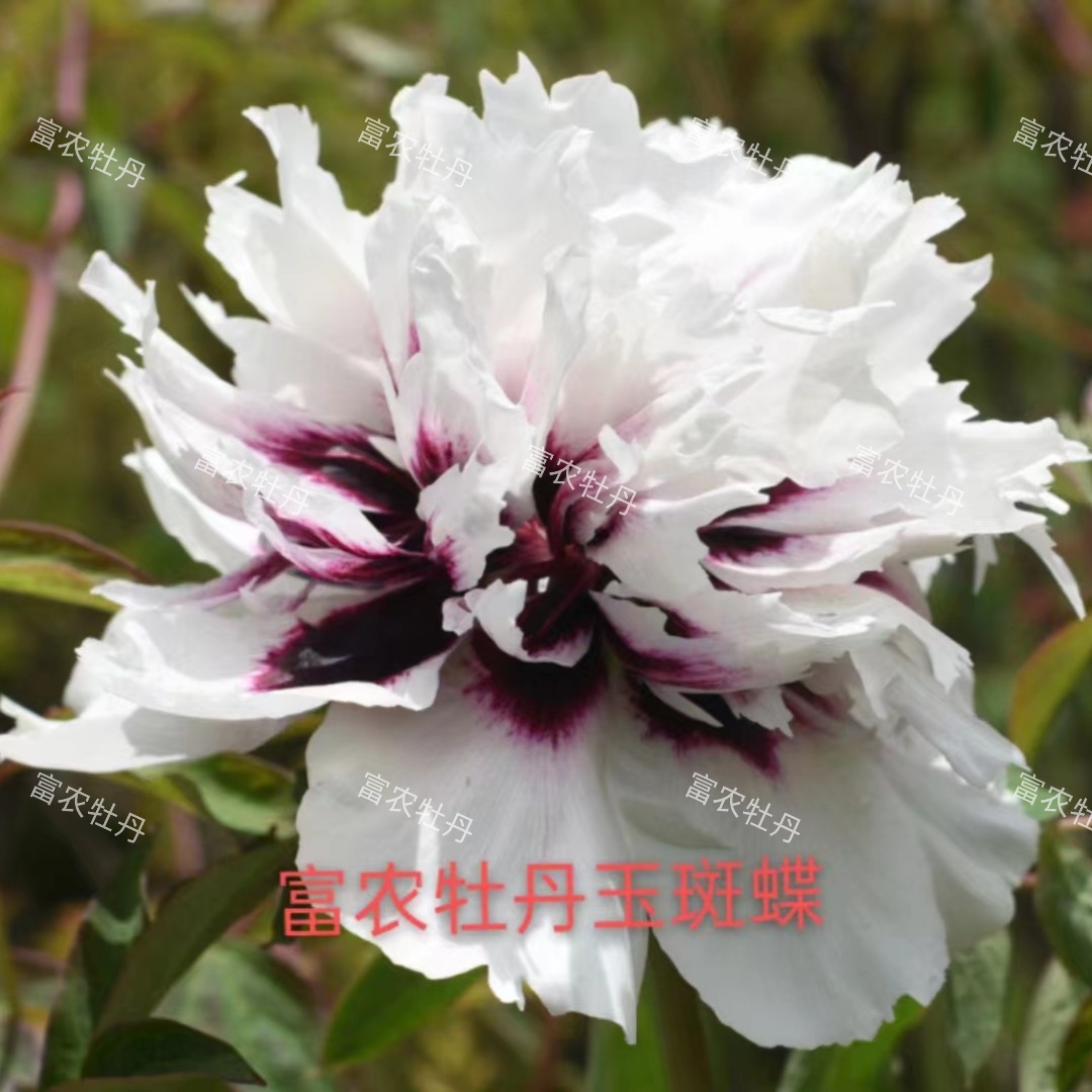 富农紫斑牡丹 玉斑蝶嫁接苗
