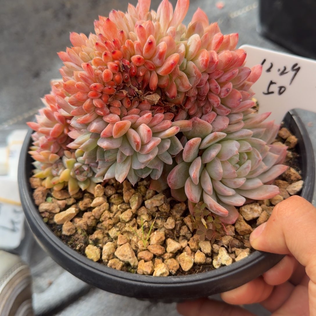 一物一拍老桩胸花高版冰魄树缀50