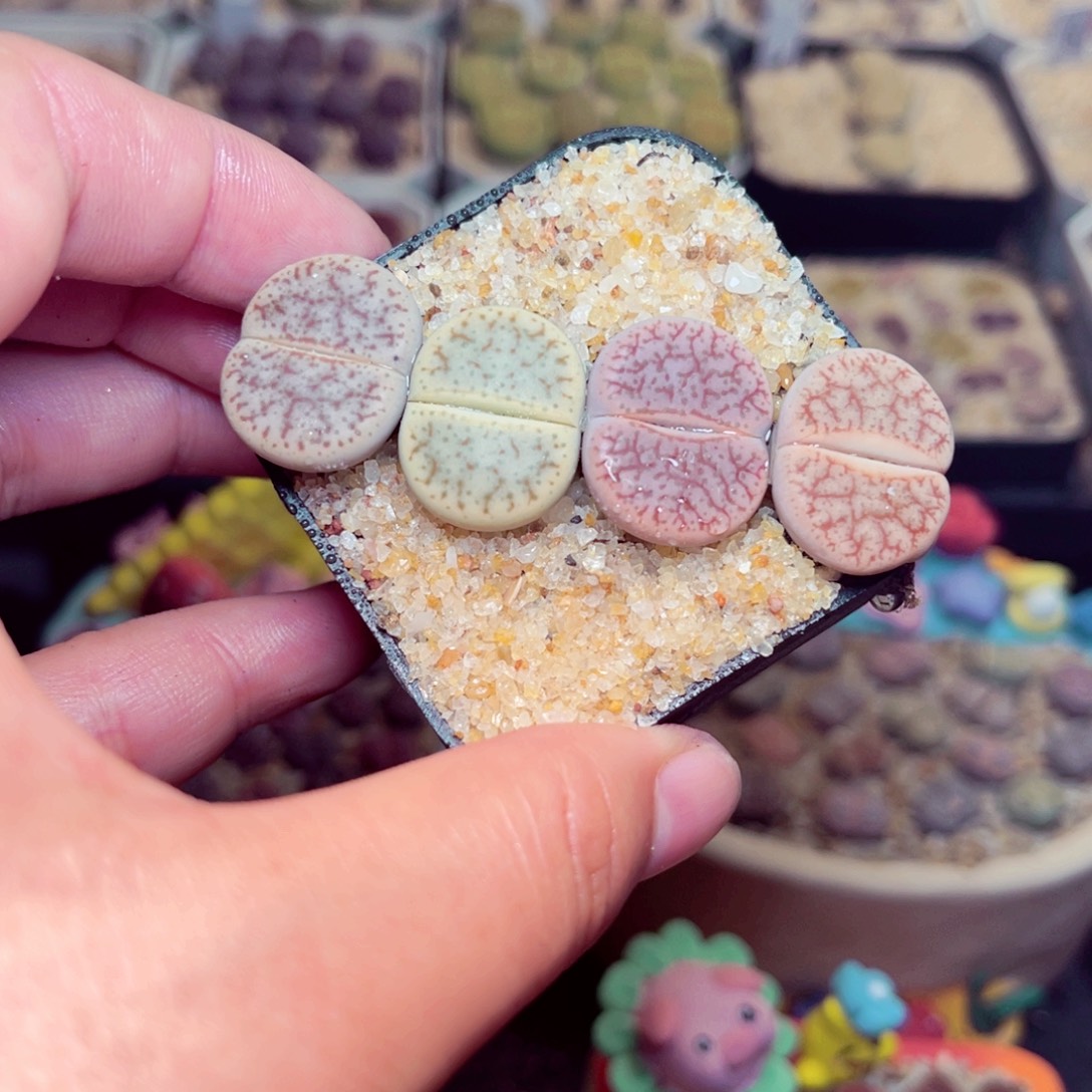 512号带盆包邮发货