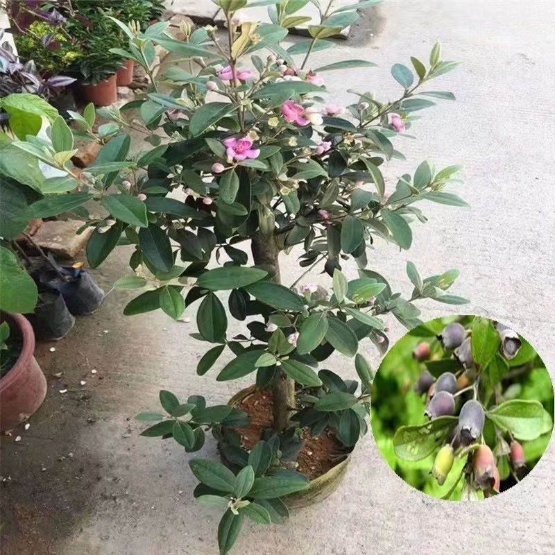 捻子苗桃金娘树苗泡酒生吃观赏南方地区庭院阳台盆栽